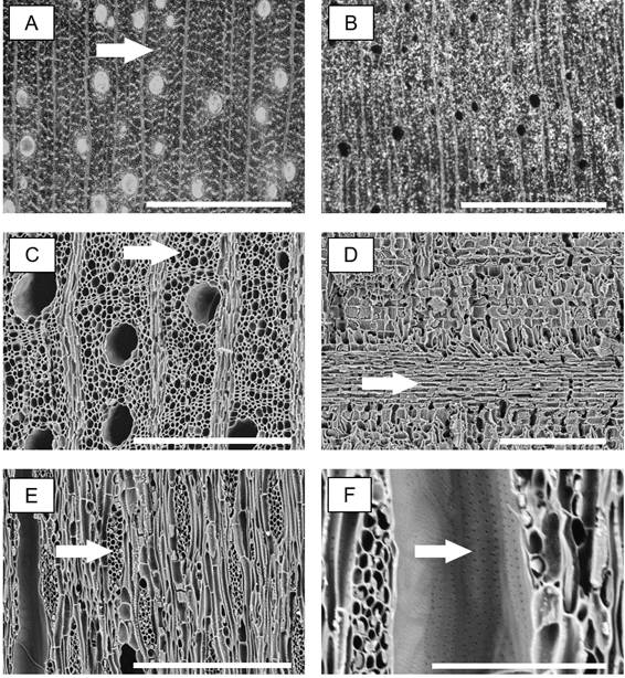 Campomanesia xanthocarpa. Macroscopic image of transversal section from wood (A), arrow indicating axial parenchyma, and charcoal (B). SEM images of charcoal: transversal section (C), arrow indicating axial parenchyma; radial section (D), arrow indicating rays; tangential section (E) arrow shows multiseriate ray; tangential section (F) arrow in alternate intervessel pits. Scale bars: A, B = 1000 &micro;m; C, D, E = 300 &micro;m; F = 100 &micro;m.
