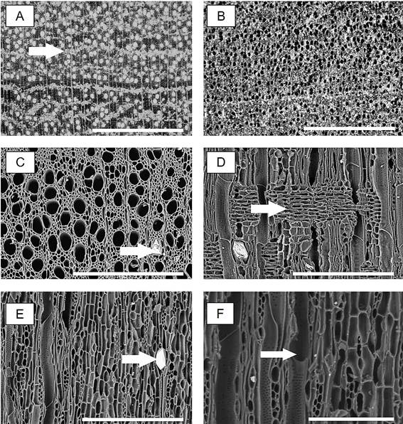 Eugenia pyriformis. Macroscopic image of transversal section from wood (A), arrow indicating axial parenchyma, and charcoal (B). SEM images of charcoal: transversal section (C), arrow indicating crystal in parenchyma cell; radial section (D) arrow indicating heterogeneous ray; tangential section (E) arrow demonstrates crystal in ray cell; tangential section (F) arrow shows simple perforate plate. Scale bar: A, B = 1000 &micro;m; C, D, E = 300 &micro;m; F = 100 &micro;m.