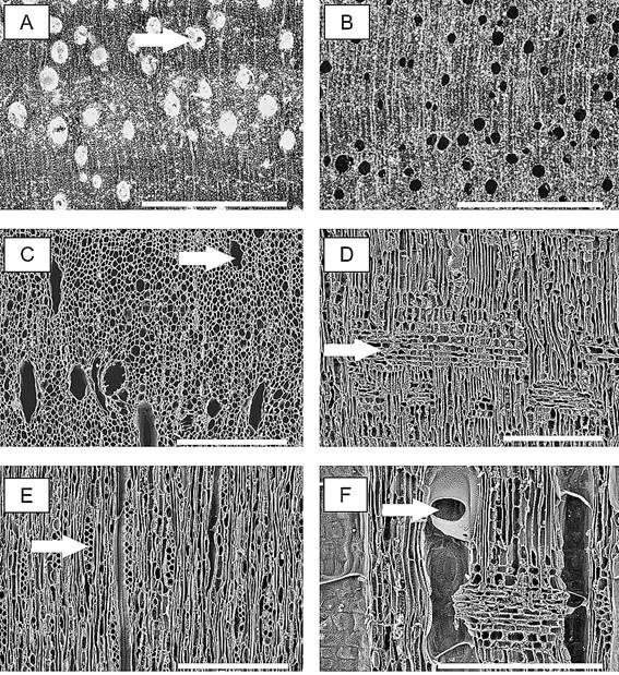 Myrcia retorta. Macroscopic image of transversal section from wood (A), arrow indicating rounded vessel, and charcoal (B). SEM images of charcoal: transversal section (C) arrow illustrating changes in vessel diameter; radial section (D) arrow showing heterogeneous ray; tangential section (E), arrow in multiseriate ray; radial section (F), arrow in simple perforate plate. Scale bar: A, B, = 1000 &micro;m; C, D, E, F = 300 &micro;m;