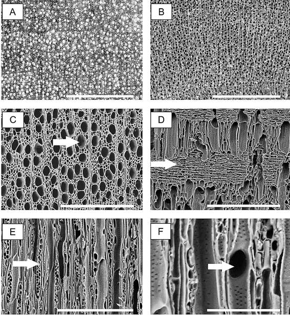 Plinia peruviana. Macroscopic image of transversal section from wood (A) and charcoal (B). SEM images of charcoal: transversal section (C), arrow indicate solitary vessel; radial section (D), arrow illustrating heterogeneous rays; tangential section (E,F) arrows showing multiseriate rays (E) and simple perforation plate (F). Scale bar: A, B = 1000 &micro;m; C, D, E = 300 &micro;m; F = 100 &micro;m. 