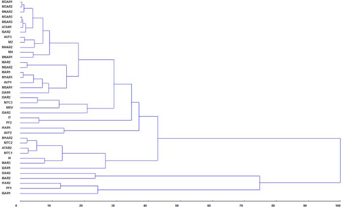 Dendrogram showing the percentage of dissimilarity among 39 Fusarium spp. isolates. The dendrogram was obtained by UPGMA technique, from the analysis of the Euclidean distance matrix, with the four morphological characters (sporulation, mycelial growth, macronidia length and width).