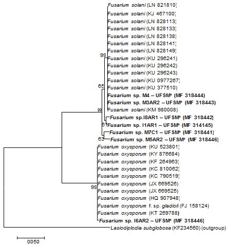 Phylogenetic dendrogram based on the neighbor-joining method from DNA sequences in the elongation factor 1-α (TEF-1α) region. The numbers on the branches indicate the bootstrap analysis percentage of repeats in which the repetitions were observed (1,000 replications). (*): Fusarium spp. isolates obtained in the present study. A sequence of Lasodiplodia subglobosa was used as an outgroup.