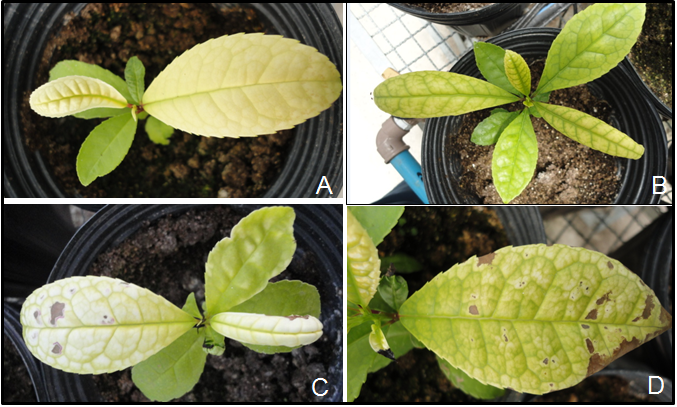Pathogenicity test in yerba-mate seedlings, 180 days after contact with substrate inoculated with Fusarium spp.: Reflex symptoms: (A) yellowing; (B) yellowing + shrouding (C) yellowing + shrouding + necrosis; (D) yellowing + necrosis.