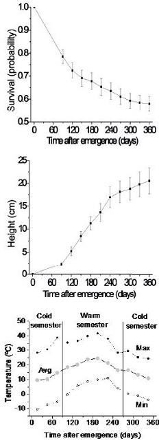 (a) Mean survival at a nursery for the progeny of 60 Kageneckia lanceolata parent trees (proportion); (b) their height (cm); and (c) Average (Avg), minimum (Min), and maximum (Max) temperature ((C) per 30 day period as recorded at the nursery. We divided with vertical lines the 30- day periods which we considered as the cold and warm semesters.