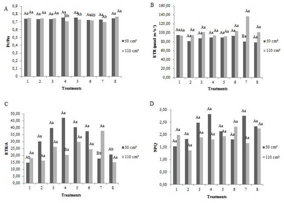 Fluorescence of chlorophyll a in Acrocarpus fraxinifolius at 120 days of cultivation in 50 and 110 cm3 tubes with different fertilizations. Quantum potential yield of photosystem II (Fv/Fm) (A), electron transport rate (ETR) (B), relationship between the apparent electron transport rate and CO2 assimilation (ETR/A) (C), non-photochemical extinction coefficient (NPQ) (D). Means with different letters differ significantly by the Scott Knott test at 5% significance, uppercase letters differ regarding tube size and lowercase letters differ regarding treatment. 