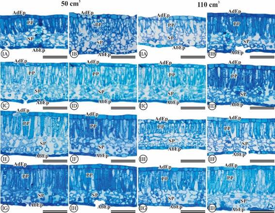 Anatomical changes in Acrocarpus fraxinifolius leaves after 120 days of cultivation in 50 and 110 cm3 tubes with different fertilizations. (Adep) adaxial epidermis. (Abep) abaxial epidermis. (PP) palisade parenchyma. (SP) spongy parenchyma. (IA-IIA) T1, (IB-IIB) T2, (IC-IIC) T3, (ID-IID) T4, (IE-IIE) T5, (IF-IIF) T6, (IG-IIG) T7, (IH-IIH) T8. I Scale bar 100 &micro;m. 