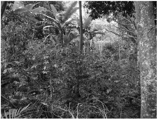 Cafetal cultivado de la barranca, situada al este de Chavarrillo