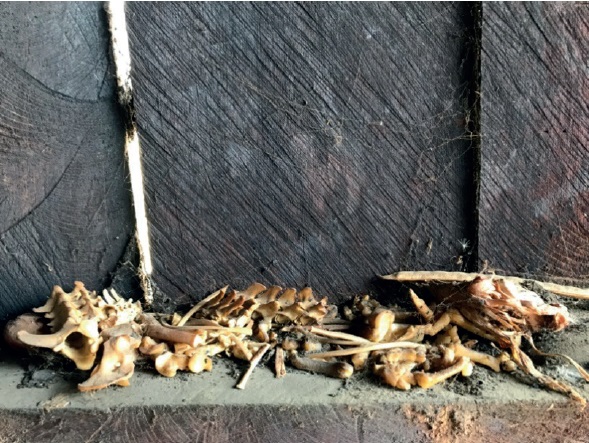 Los huesos de animales silvestres se conservan en las repisas de las cocinas después de haber consumido la carne. Metzabok, 2019