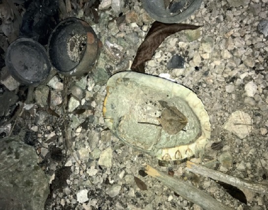 Un caparazón de tortuga depositado en la cueva de Chaachi’. Metzabok, 2017