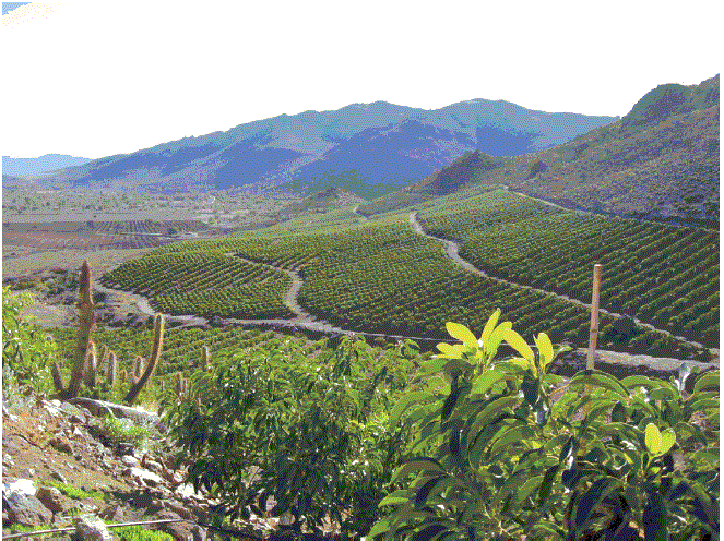 Imagen 2. Plantaciones de paltos en laderas de la provincia de Petorca
			