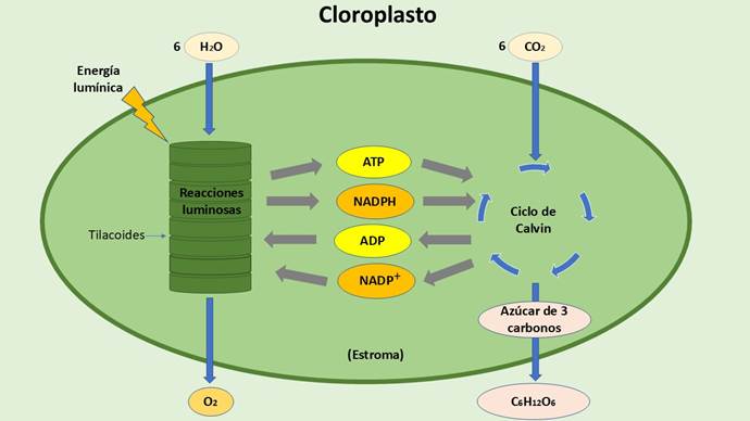Fotosntesis dentro de un cloroplasto. 