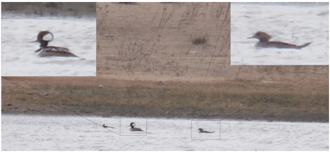Macho (izquierda) y hembra (derecha)
de Lophodytes cucullatus avistados en el
municipio de Pinos, Zacatecas.