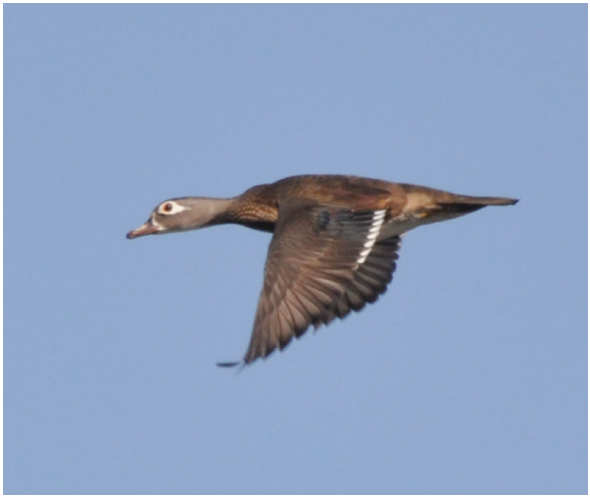  Pato arcoris (Aix sponsa) en el humedal de Valsequillo (foto: E. Gaspariano Martnez).