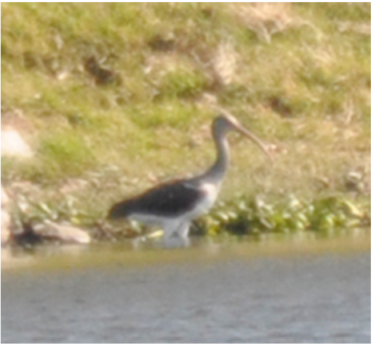 Ibis blanco (Eudocimus albus) en el humedal de Valsequillo (foto: E. Gaspariano Martnez).
