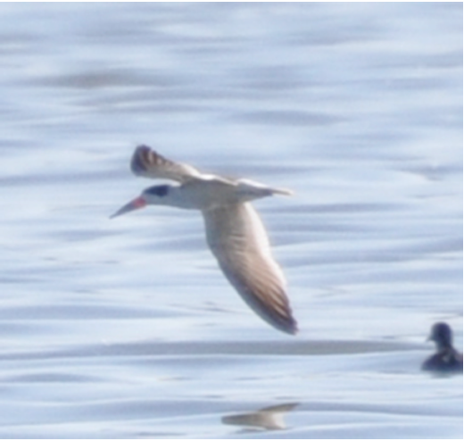 Rayador americano (Rynchops niger) en el humedal de Valsequillo (foto: E. Gaspariano Martnez).