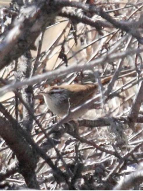Thryophilus sinaloa en Capul&iacute;n de Arriba, Nochistl&aacute;n de Mej&iacute;a.