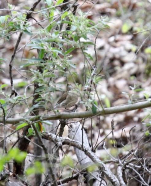 Turdus assimilis en Capul&iacute;n de Arriba, Nochistl&aacute;n de Mej&iacute;a.