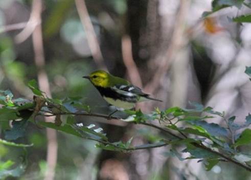 Setophaga virens en Capul&iacute;n de Arriba, Nochistl&aacute;n de Mej&iacute;a.