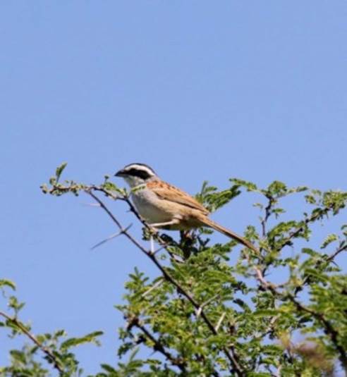 Peucaea ruficauda en presa de Huiscuilco, Nochistl&aacute;n de Mej&iacute;a.