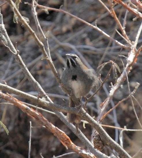 Amphispiza quinquestriata en Vallecitos, Nochistl&aacute;n de Mej&iacute;a.