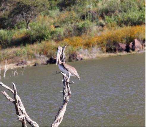 Pelecanus occidentalis en presa de Huiscuilco, Nochistl&aacute;n de Mej&iacute;a.