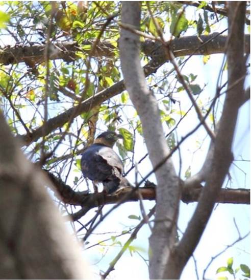 Chondrohierax uncinatus en Capul&iacute;n de Arriba, Nochistl&aacute;n de Mej&iacute;a.