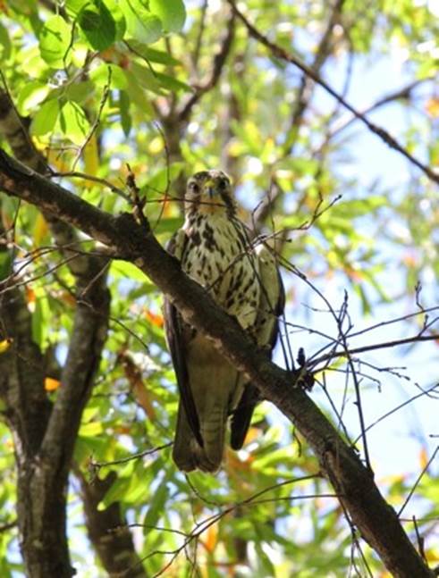 Buteo platypterus en Capul&iacute;n de Arriba, Nochistl&aacute;n de Mej&iacute;a.