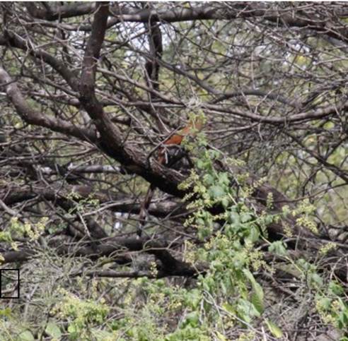 Piaya cayana en Vallecitos, Nochistl&aacute;n de Mej&iacute;a.