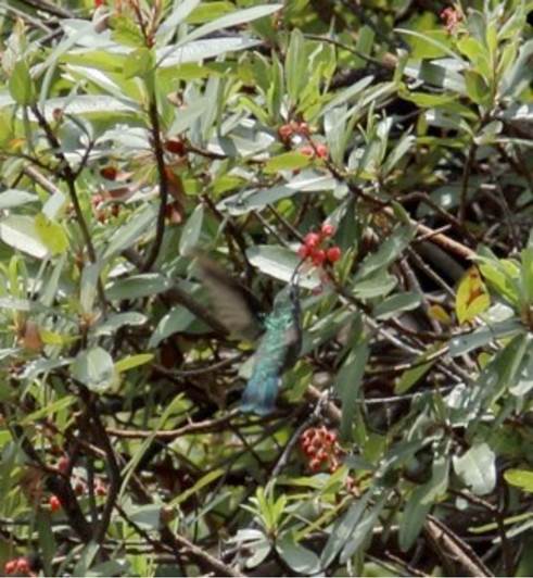 Colibri thalassinus en Vallecitos, Nochistl&aacute;n de Mej&iacute;a.