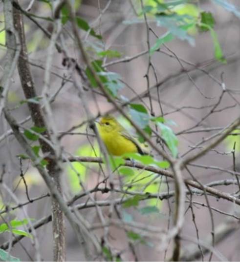 Vireo hypochryseus en Capul&iacute;n de Arriba, Nochistl&aacute;n de Mej&iacute;a.