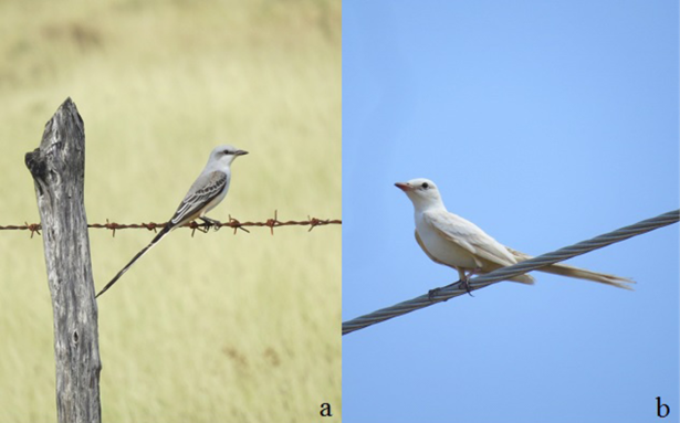 (a) Individuo adulto de Tirano tijereta rosado (Tyrannus forficatus) con plumaje normal. (b) Individuo juvenil de T. forficatus con leucismo total (Fotos: Al&aacute;n Jes&uacute;s Palacios-V&aacute;zquez).