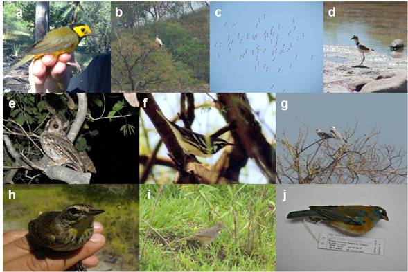 Photographic evidence of the records of several birds in the state of Guerrero: (a) Setophaga citrina (b), Mycteria americana (c), Pelecanus erythrorhynchos (d), Charadrius wilsonia (e), Megascops seductus (f), Setophaga dominica (g), Elanus leucurus (h), Setophaga palmarum (i), Melozone albicollis and (j) Passerina amoena. Photos: g, i, j (R.C. Almazán-Núñez); a, c, d, f, h (C.S. García-Vega); b (P. Sierra-Morales); e (J.A. Almazán-Catalán).