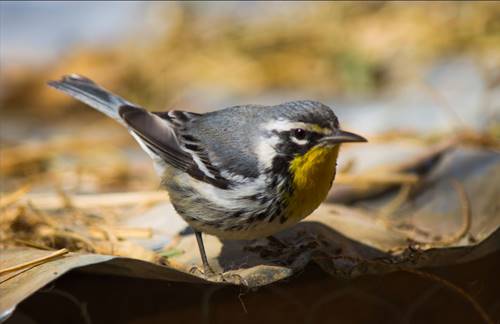 Setophaga dominica en el municipio de Aldama, Chihuahua, el 12 de enero de 2016 a las 12:05 h.