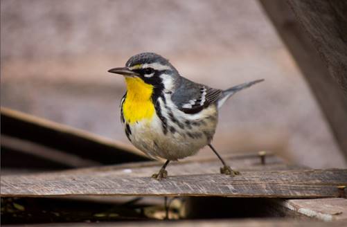Setophaga dominica observado en el municipio de Aldama, Chihuahua, el 4 de enero de 2016 a las 11:14 h.