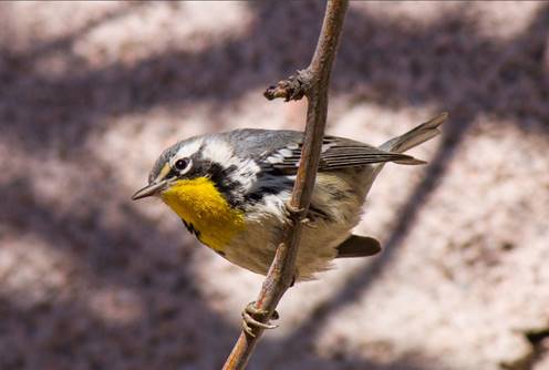 Setophaga dominica el 26 de enero del 2016 (12:46 h) en el municipio de Aldama, Chihuahua.