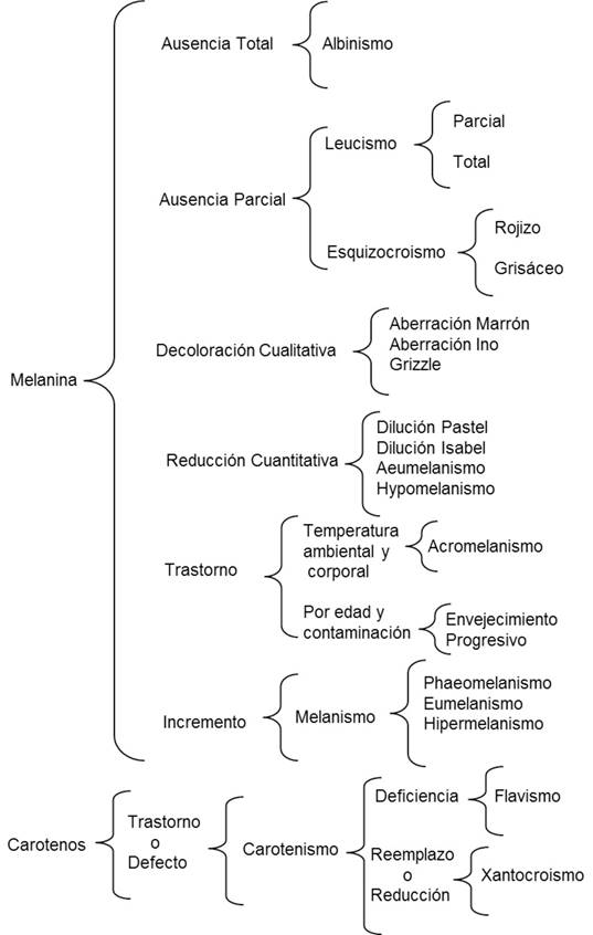 Esquema sinóptico de llave de anormalidades pigmentarias en aves, con énfasis en pigmentos de melanina y caroteno.
