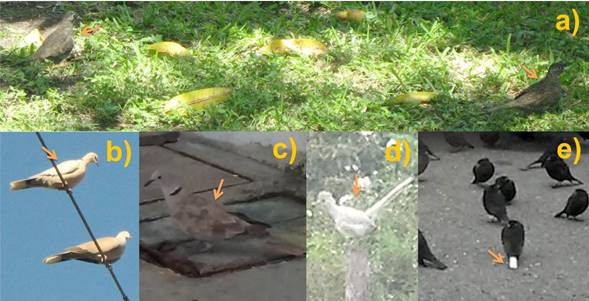 a) Dos individuos de tórtola (Columbina inca) con melanismo, incremento de coloración en el plumaje; b) Paloma turca (Streptopelia decaocto) con aberración ino en alas; c) Paloma turca (Streptopelia decaocto) con aberración ino en alas con diferente grado de decoloración; d) Correcaminos norteño (Geococcyx californianus) con aberracion ino con todo el plumaje decolorado; e) Tordo de ojo rojo (Molothrus aeneus) con leucismo parcial en plumas rectrices.
