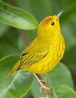 Cozumel Golden Warbler, Setophaga petechia rufivertex, male - (photo: B. Campos).
