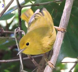 Cozumel Golden Warbler, Setophaga petechia rufivertex, female - (photo: E. Pati&ntilde;o).