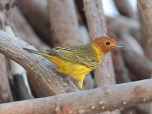 First known photo-documented report of a Mangrove Warbler in Cozumel (photo: A. Dzib-Chay).