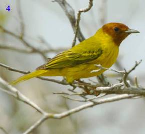 Adult male of Mangrove Warbler (Setophaga petechia bryanti) at Celest&uacute;n, Yucat&aacute;n on the mainland (photo: A. Dzib-Chay).