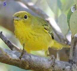 Sub-adult female of Mangrove Warbler (Setophaga petechia bryanti) at Celest&uacute;n, Yucat&aacute;n on the mainland (photo: A. Dzib-Chay).