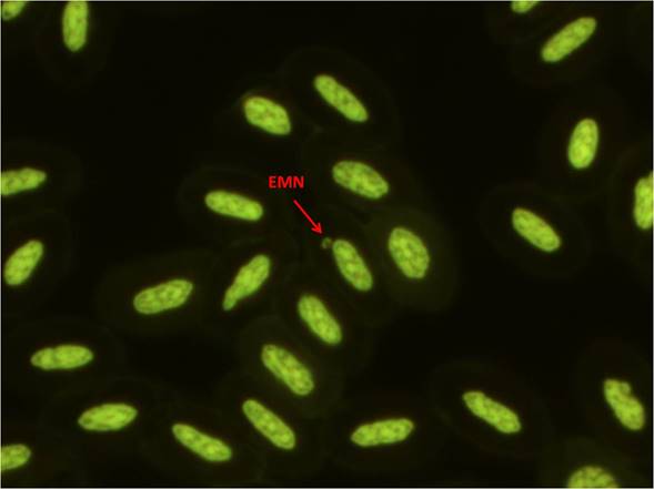 Sangre de Chen caerulescens, Eritrocito micronucleado (EMN), Tinci&oacute;n: anaranjado de acridina (100x).