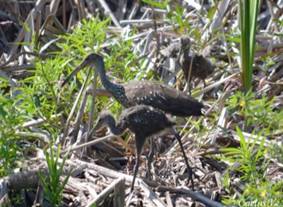 Adulto con polluelos de 3 o 4 semanas de edad (foto C. Villar, abril 2012).