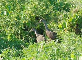 Adulto con volantón con 5 o 6 semanas de edad (foto D. Molina, noviembre 2015).