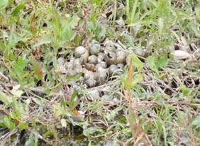 Caracolas (Pomaceae) y almejas (foto D. Molina, enero 2016).