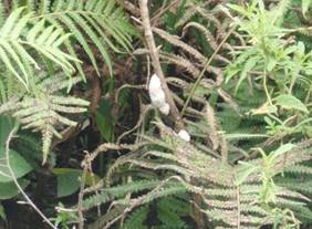 Hueva de caracol manzana (foto S. Villagómez, septiembre 2015).