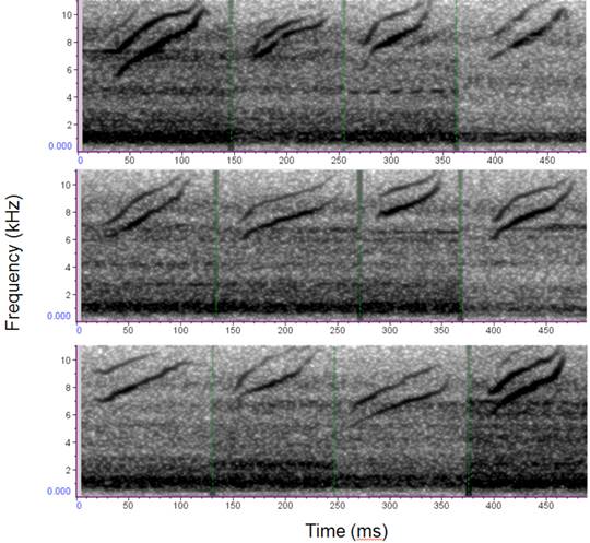 Spectrographic examples of the unidentified nocturnal flight call. Calls displayed occurred on nine different nights. Those that occurred on the same night were more than one hour apart.