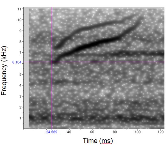 Spectrogram of the unidentified nocturnal flight call. Pink lines show the manually-determined low frequency point and beginning of call.