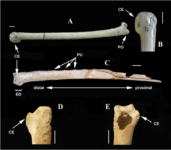 A) Vista dorsal de la ulna izquierda de ejemplar de colección (CNAV) de Aquila chrysaetos. B) Detalle en vista dorsal de la epífisis distal de la ulna izquierda del ejemplar de colección. C) Vista laterodorsal de la ulna izquierda de Aquila chrysaetos encontrada en medio del bulto de restos óseos humanos del sitio arqueológico Los Tanques, municipio de Mascota, Jalisco, México. D) Detalle en vista dorsal de la epífisis distal de la ulna. E) Detalle en vista medioventral de la epífisis distal de la ulna en donde se observa una perforación. CE = cóndilo externo, ED = epífisis distal, PO = proceso olécranon y PU = papilas ulnares. Marca de escala 1 cm.